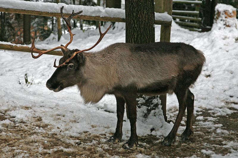 Bayerwald Tierpark_28.jpg